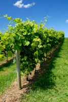 /album/photo%20gallery%3a%20%ce%b1%cf%81%cf%87%ce%b9%ce%ba%ce%b7%20%cf%83%ce%b5%ce%bb%ce%b9%ce%b4%ce%b1/vine-jpg/